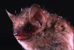 Arvada bat is Jefferson County’s first rabies case of 2025