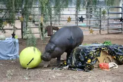 Humane Society’s Hannah Shirley, a beloved pygmy hippopotamus, celebrates milestone